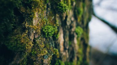 Fotoğraf bir ağaç gövdesi üzerinde yosun