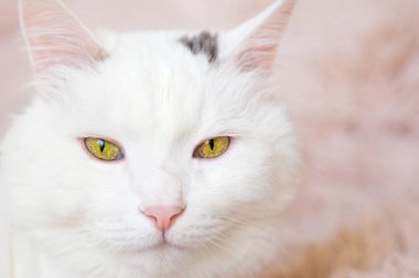 Hafif bir arka plan üzerinde beyaz kedi