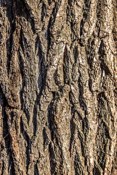 bark tree doku