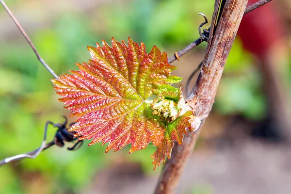 Genç üzüm bağ bırakır