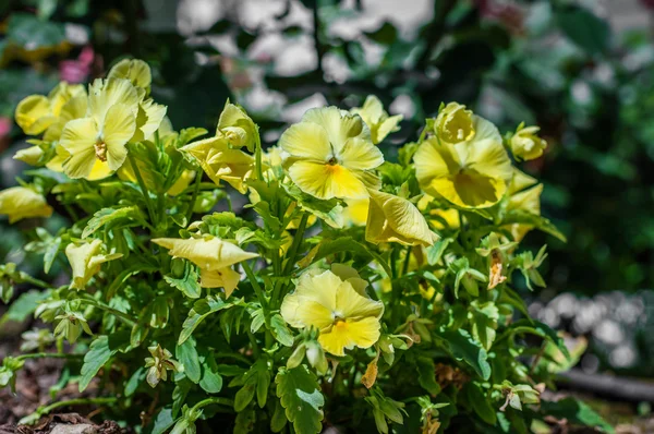 Gula blommor i trädgården — Stockfoto