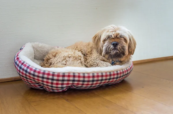 Beautiful milk chocolate havanese dog