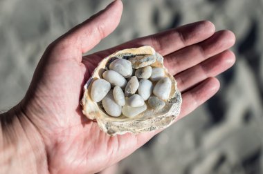 Bir yandan kabuğundaki beyaz çakıl