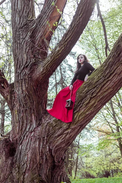 Mujer con linterna en el árbol — Foto de Stock