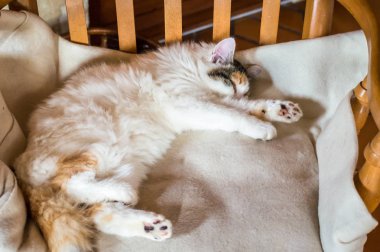 Kedinin üzerine ahşap sandalye