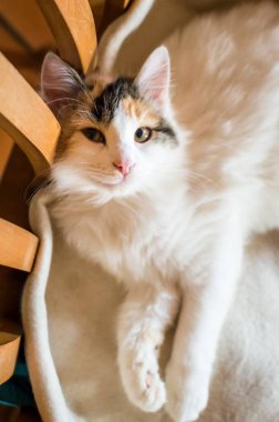 Kedinin üzerine ahşap sandalye