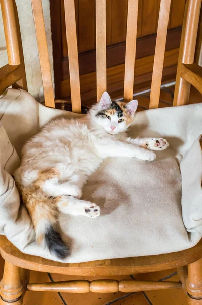 Eine Katze auf einem Holzstuhl — Stockfoto