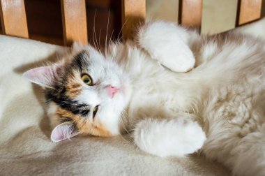 Kedinin üzerine ahşap sandalye