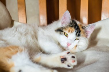 Kedinin üzerine ahşap sandalye