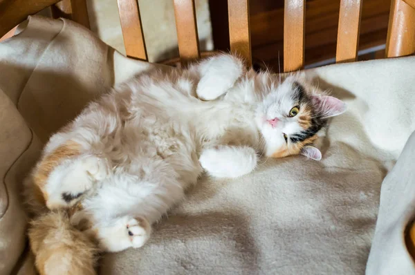 Eine Katze auf einem Holzstuhl — Stockfoto