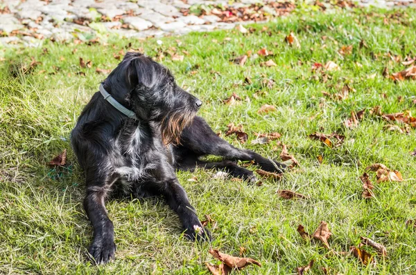 Black Dog Lying Garden France — Stock Photo, Image