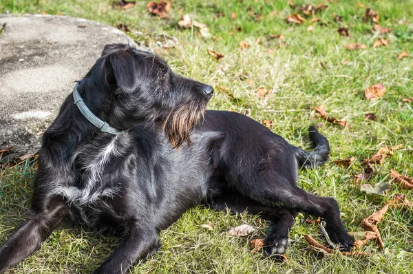 Ένα Μαύρο Σκυλί Που Ξαπλώνει Στον Κήπο Στη Γαλλία — Φωτογραφία Αρχείου