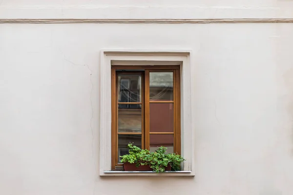 Pot de fleurs décoré par fenêtre — Photo