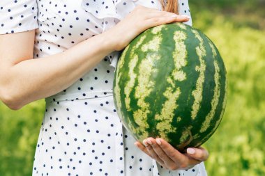 Tüm karpuz yeşil arka planda genç bir kadının ellerinde..