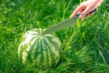 İnsan eli bıçakla kesmeye başlıyor. Uzun çimenlerin üzerinde bir karpuz. Kadının eli sulandırıyor.