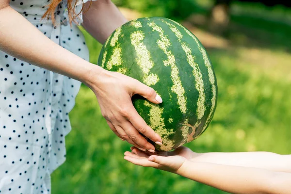 Anguria Intera Nelle Mani Bambina Giovane Donna Vicino — Foto Stock