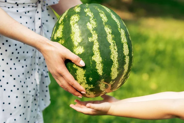 Close up of female's hands give to baby's hands a whole watermelon. Woman's hands give to child's hands a whole ripe watermelon outdoors.