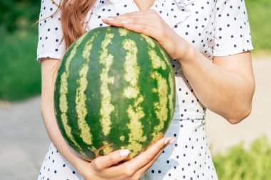 Tüm karpuz yeşil arka planda genç bir kadının ellerinde..