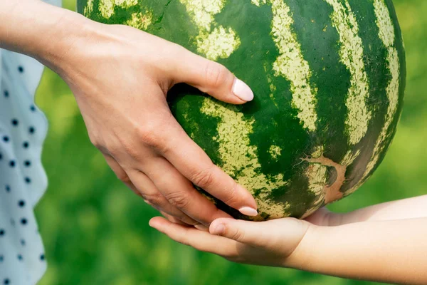 Anguria Intera Nelle Mani Bambina Giovane Donna Vicino — Foto Stock