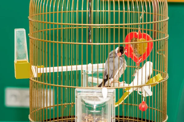 Couple Beau Perroquet Dans Cage Maison — Photo