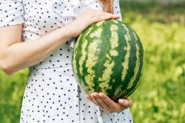 Tüm karpuz yeşil arka planda genç bir kadının elinde, yakın plan..