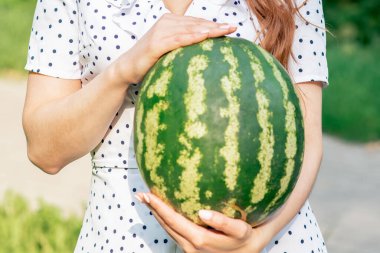 Tüm karpuz yeşil arka planda genç bir kadının ellerinde..