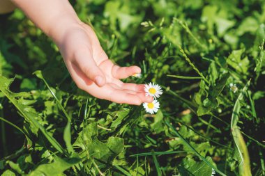 Küçük bir çocuk, yeşil çimlerde beyaz papatyaya dokunuyor. Yaz zamanı. Seçici odak.