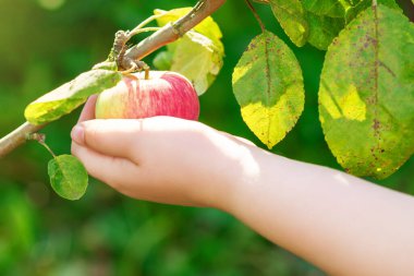 Meyve bahçesinden elma toplayan çocuğa yakın çekim. Elma hasadı.