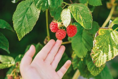 Çocuğun eli bahçede kırmızı olgun ahudududulara dokunuyor. Bir çocuk tarafından ahududu hasatı.