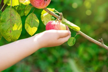 Bahçedeki ağaç dalından olgun kırmızı elma toplayan bir çocuk eli.