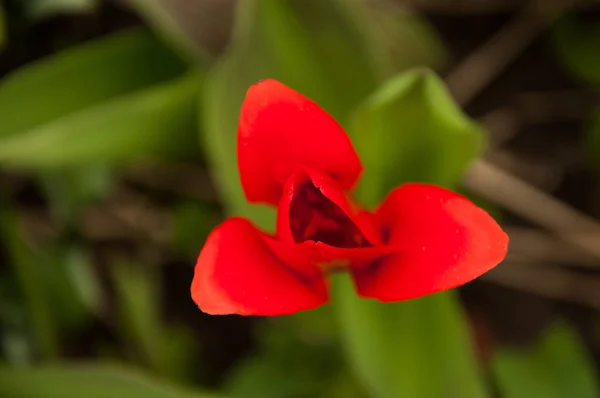 Macro Tulipán Rojo Desde Arriba Fondo Verde Naturaleza Primavera —  Fotos de Stock