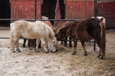 Kırsalda kışın midilliler