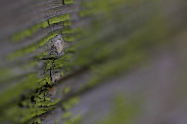 Eski ahşap desen makro