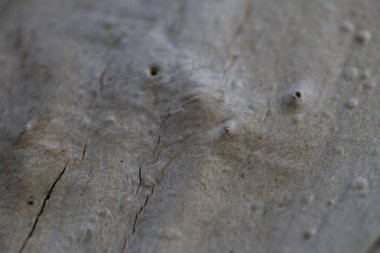 Doğa tahtasının makro dokusu kusurlu.