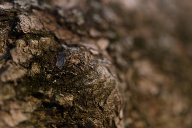 Doğa tahtasının makro dokusu kusurlu.