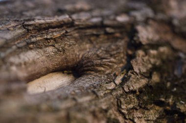 Doğa tahtasının makro dokusu kusurlu.