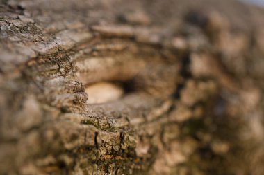 Doğa tahtasının makro dokusu kusurlu.