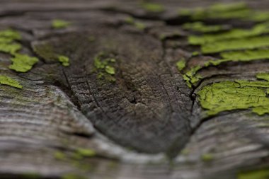 Eski ahşap desen makro