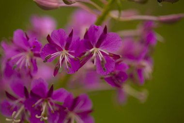 Vahşi çiçek makrosu ilkbahar ve yaz aylarında açar.