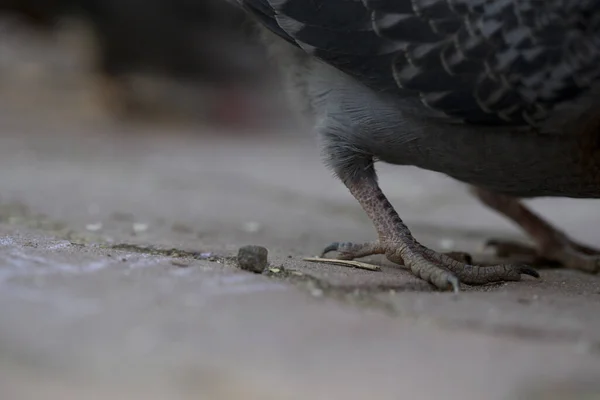 Pigeons Outdoors Park Summer — Stock Photo, Image