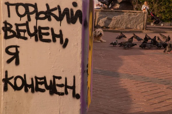 Uzun saçlı bir köpek ve bir sürü güvercin.