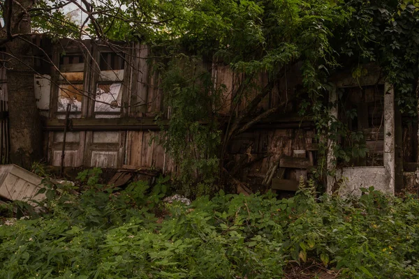 Efeu Eingang Ein Historisches Backsteinhaus — Stockfoto