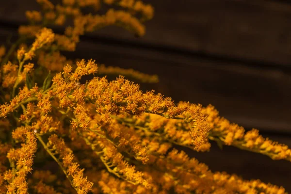 Sarı Çiçek Makrosu Ilkbahar Yaz Aylarında Açar — Stok fotoğraf