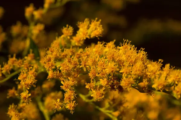春と夏に黄色い野生の花マクロが咲きます — ストック写真