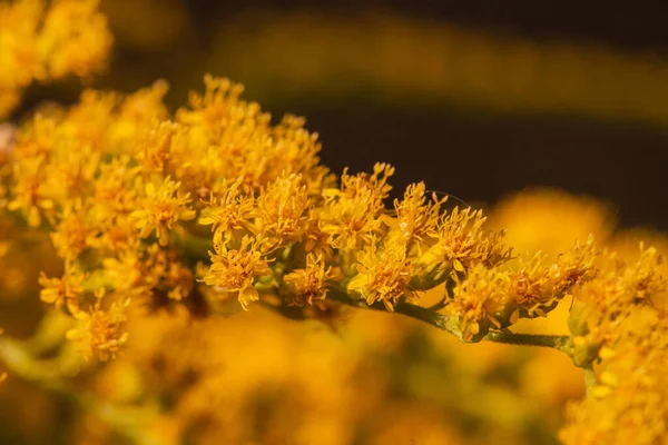 Žlutý Divoký Květ Makro Květ Jaře Létě — Stock fotografie