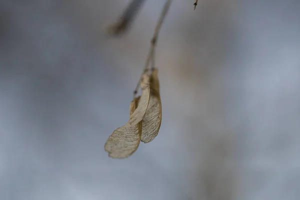 Maple seeds outdoors macro — Stock Image Maple Seeds Outdoors Macro Royalty Free Stock Images