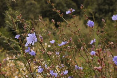 Yeşil çayırda çiçekler