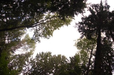 Aşağıdan gökyüzüne bir orman manzarası