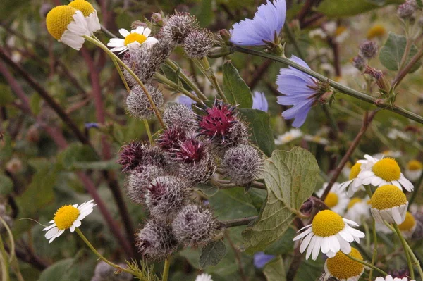 Een Wilde Klis Buiten Macro — Stockfoto