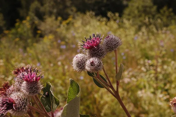 Een Wilde Klis Buiten Macro — Stockfoto